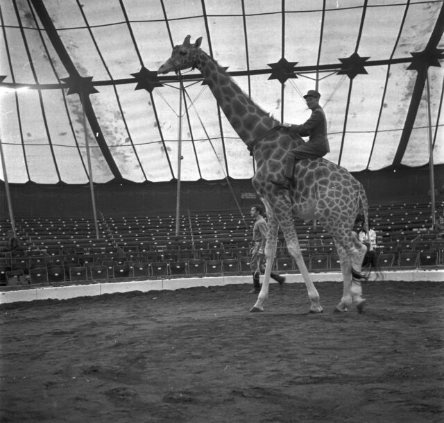 Henri Chammartin reiter auf Giraffe in einem Zirkuszelt