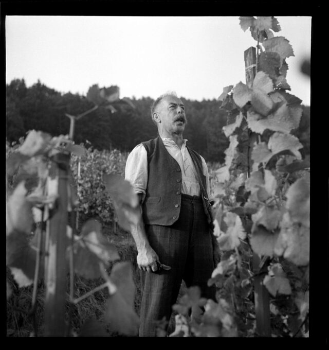 Weinlese St. Galler Rheintal