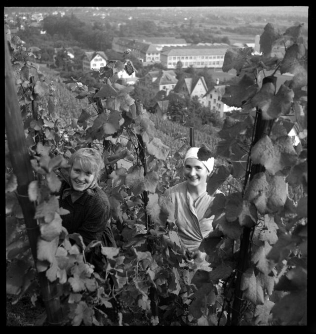 Weinlese St. Galler Rheintal