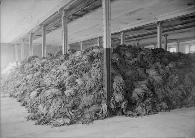 Vereinigte Tabakfabriken AG, Solothurn: Reportage Fabrikation