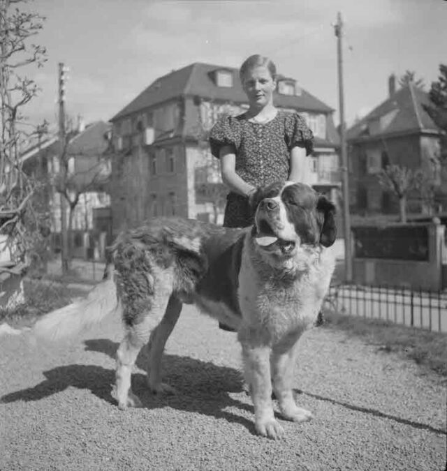 Ehefrau von Gustav Giavina, Kunstmarmorfabrikant, Seminarstrasse 29, Bern, mit Hund