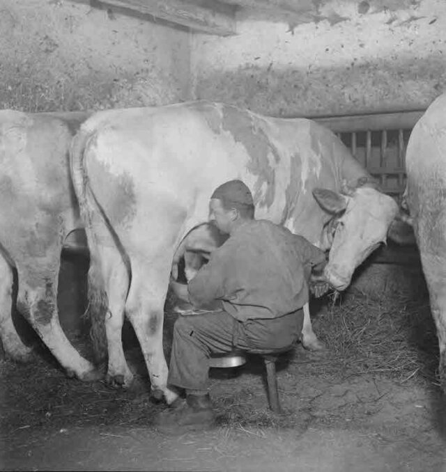 Reportage Bucheggberg, Aetingen (SVZ): Im Kuhstall beim Melken