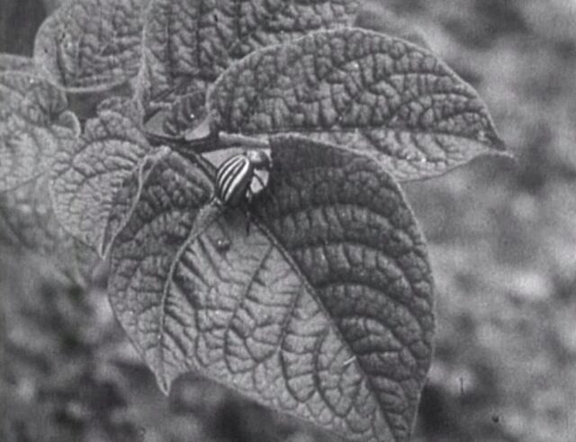 Der Koloradokäfer, der gefürchtete Feind unserer Kartoffelkulturen = Le Doryphore, ravageur de la pomme de terre