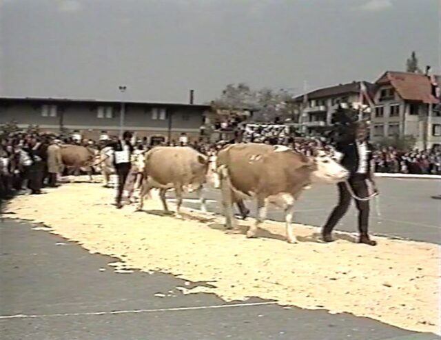 Schweizerische Ausstellung Original Simmentaler Fleckvieh Thun 1984