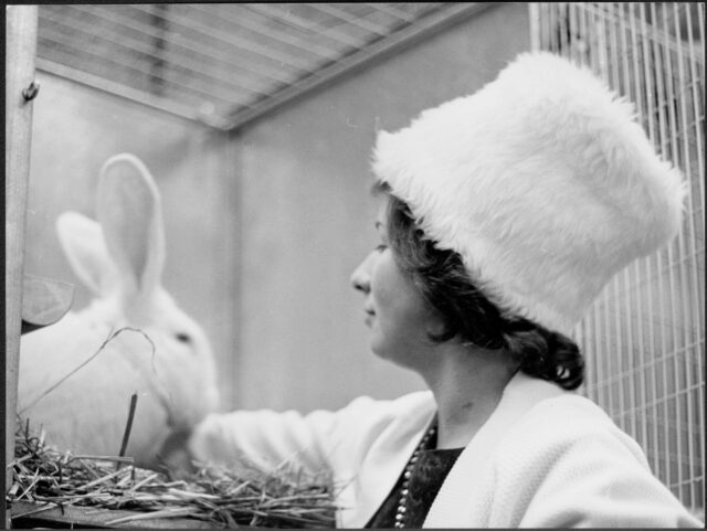 Kaninchenausstellung?