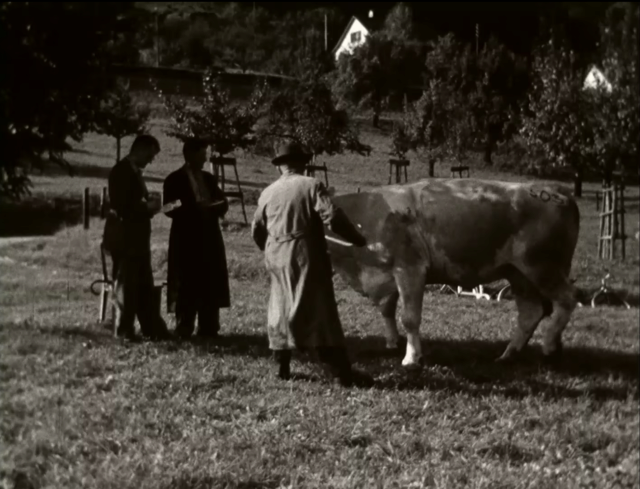 Viehschau 1953 der Viehzuchtgenossenschaft Schaffhausen.
