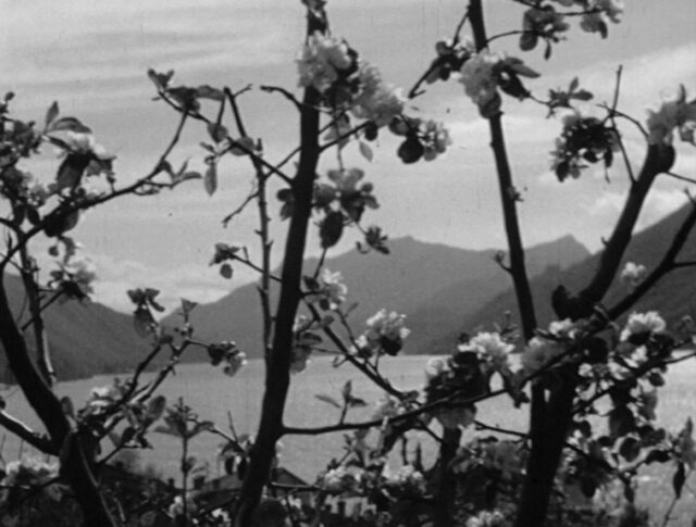 Primavera in Ticino (0041-2)