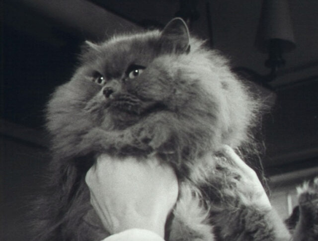 Bellezza felina (0711-2)
