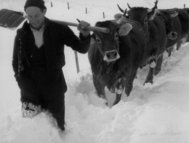 Trasloco bovino in mezzo alla neve (1349-1)