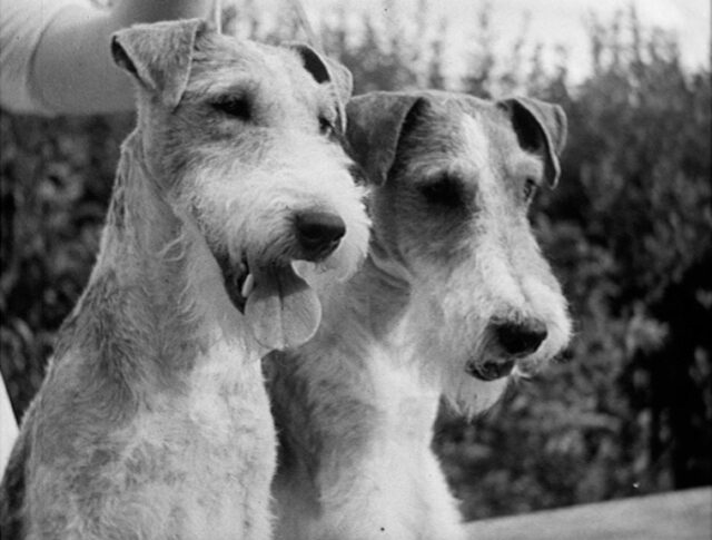 Exposition de chiens de chasse et tire de chasse à Albisgutli (0056-2)