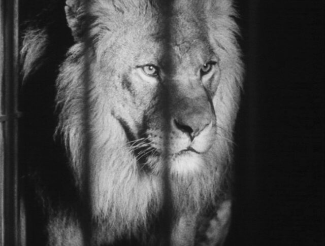 Le caméraman dans la cage aux lions (0759-4)