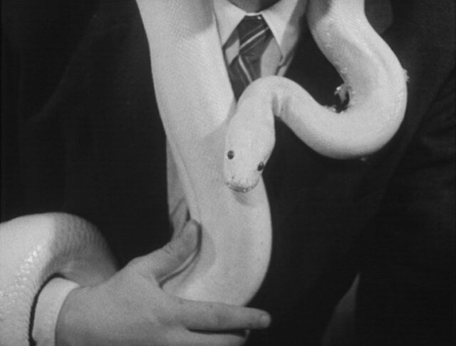 Un serpent blanc (0794-2)