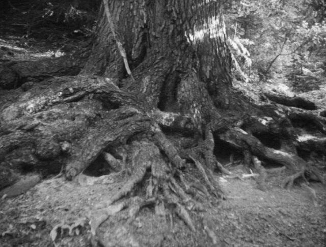 La forêt vierge de Derborence (0880-1)