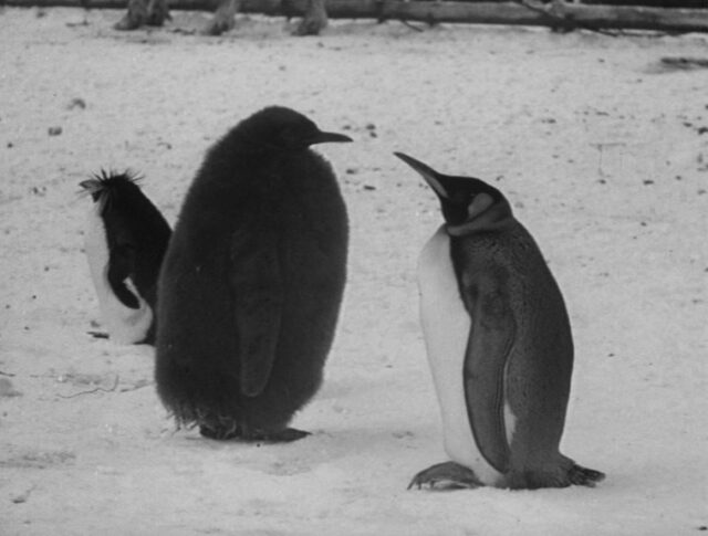 Zoo hivernal (0902-1)