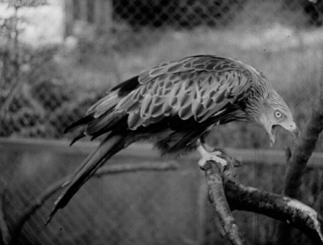 Une amie des oiseaux de proie (0977-4)