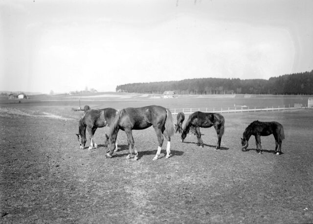 Einjährige Pferde auf der Weide