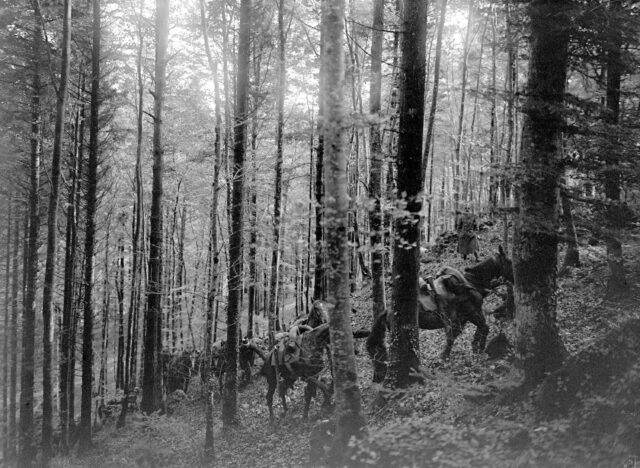 Eine Kavalleriepatrouille im Wald