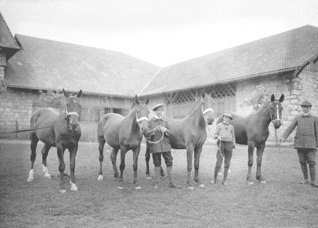 Vier Pferde der Zuchtkollektion Jaulim Frères