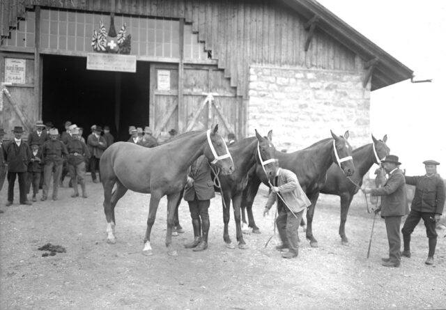 Erstklassige Pferde aus der Zucht von Brillat Arthur
