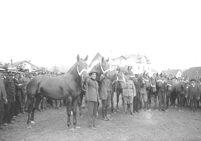 Pferde von Brillat Arthur am Marché-Concours des Chevaux
