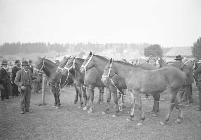 Pferde am Marché-Concours des Chevaux