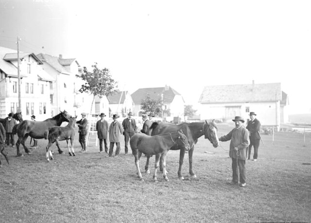 Mutterpferde mit ihren Fohlen am Marché-Concours des Chevaux