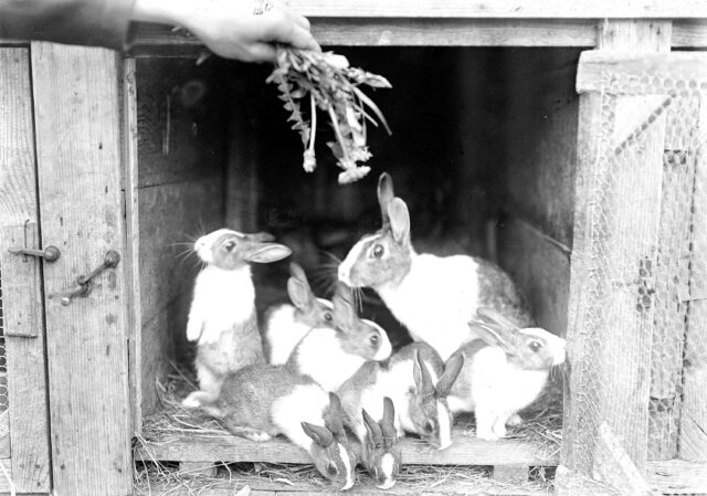 Kaninchen, die von den Soldaten gezüchtet werden