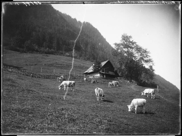 Bad Heustrich; Aeschi -- Kuh; Haustier; Tierdarstellung; Landwirtschaft