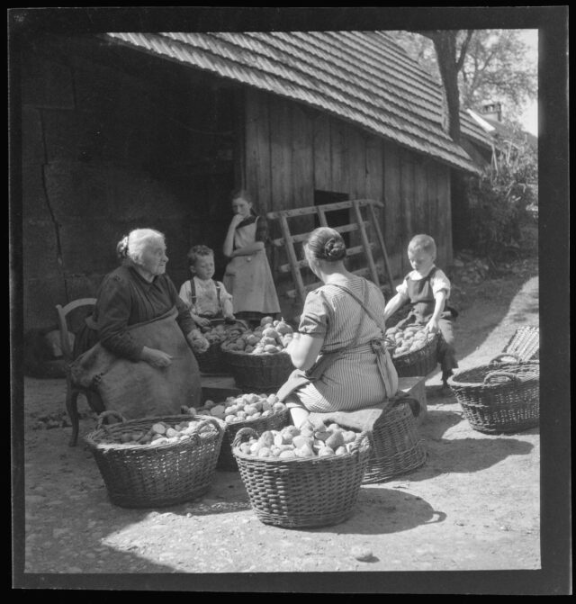 Bäuerinnen in Hettiswil sortieren Kartoffeln
