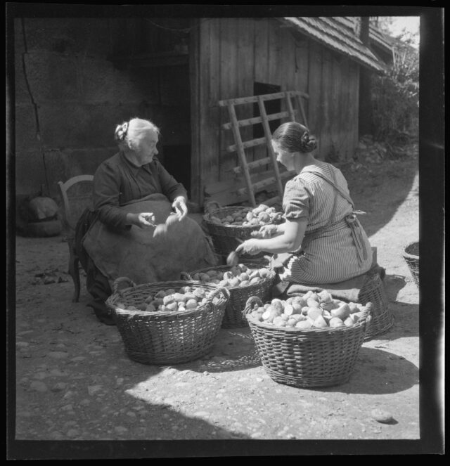 Bäuerinnen in Hettiswil sortieren Kartoffeln