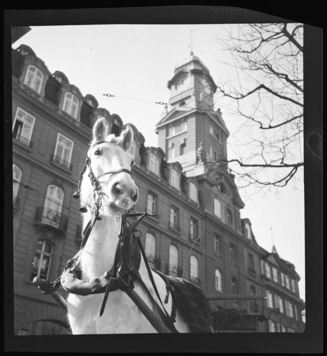 Pferd in Bern