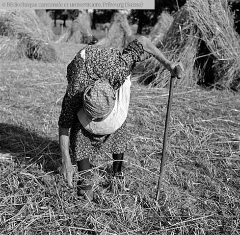 Sarine, Grangeneuve: femme âgée glânant des épis de blé