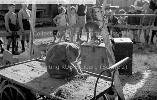Fribourg, Grand-Places: fête foraine, exhibition de singe