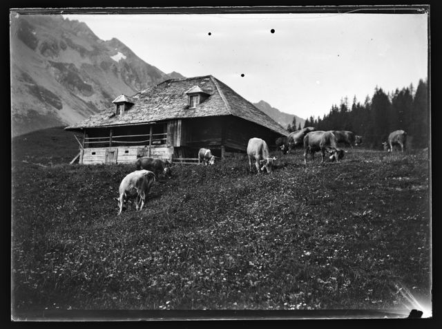 Eine Berghütte mit einer Kuhherde