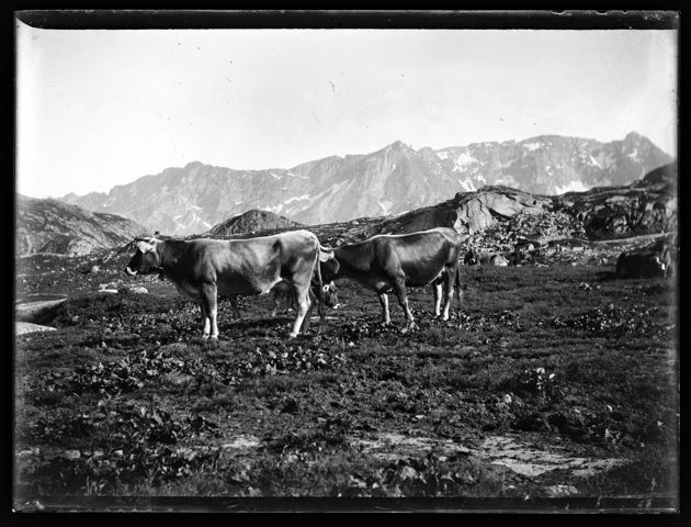 Drei Kühe auf der Weide