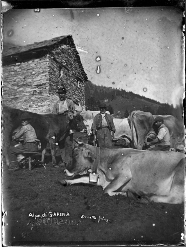 Mucche durante la nungitura sull'alpe Garina (Corzoneso)