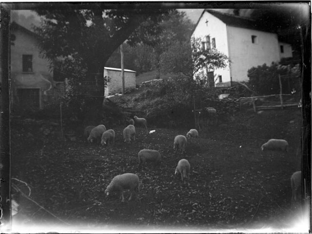 Pecore al pascolo fra delle case di Traversa