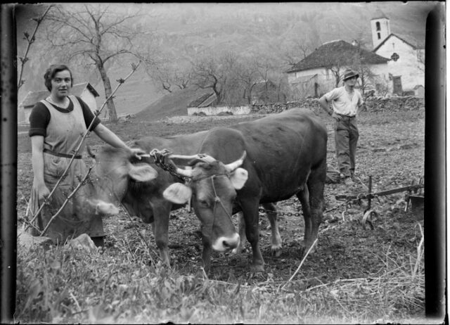 Plinio e Maddalena Bozzini con un aratro trainato da due mucche