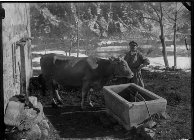 Contadino Melchiorre Frusetta con un mucca accanto a una fontana