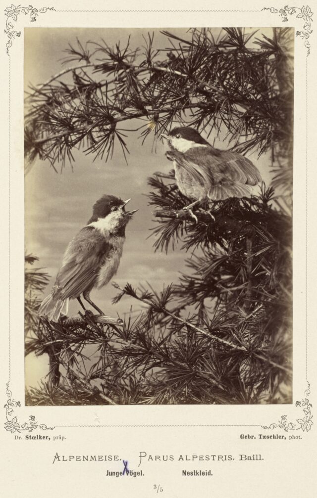 Alpenmeise (Parus alpestris, Baill., Junge Vögel, Nestkleid), 1876–1878
