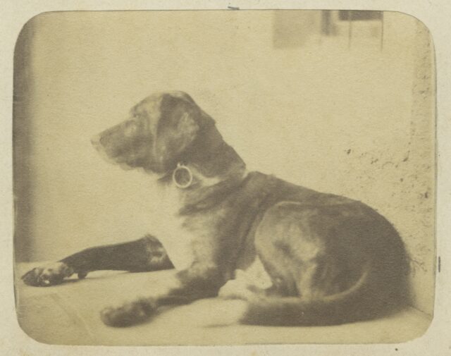 Hund "Médor", um 1857