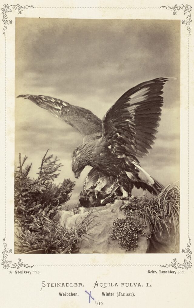 Steinadler (Aquila fulva L., Weibchen, Winter), 1876–1878