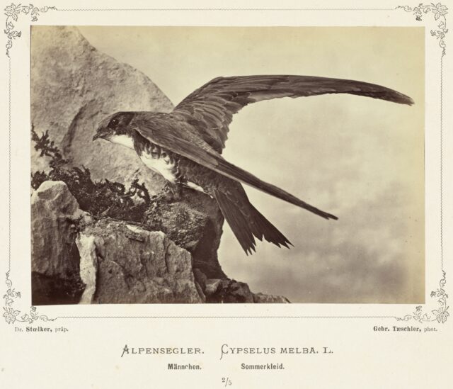 Alpensegler (Cypselus Melba L., Männchen, Sommerkleid), 1876–1878