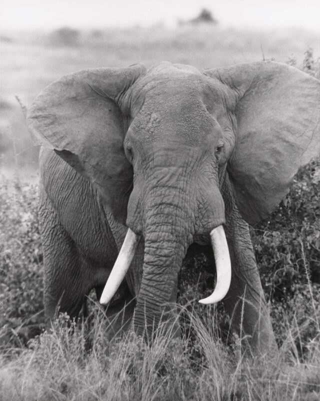 Elefantenbulle beim Rwindi-Fluss, Belgisch-Kongo (Demokratische Republik Kongo), 1956