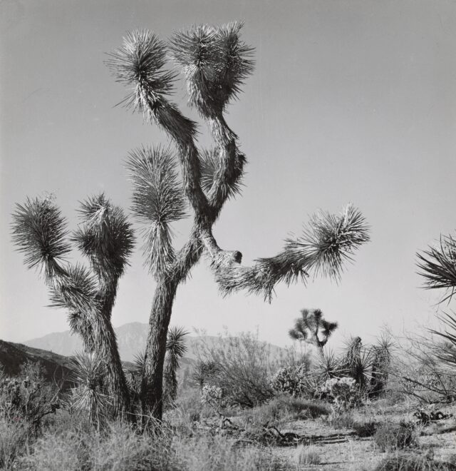 Yoshua Tree National Monument, Kalifornien, 1953