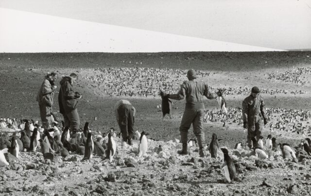 Adeliepinguine werden beringt, Kap Crozier, Antarktis, 1959