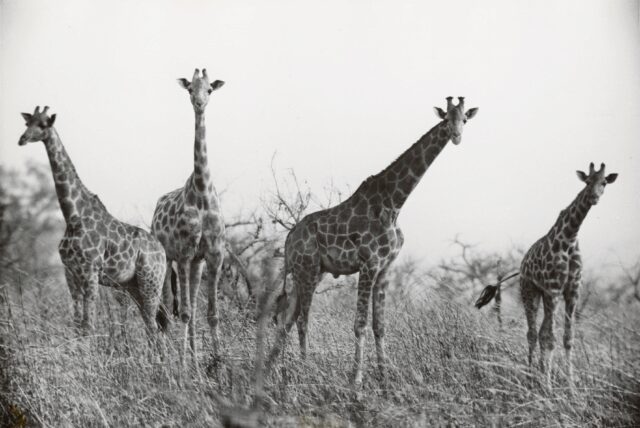 Netzgiraffen im Garamba-Nationalpark, Belgisch-Kongo (Demokratische Republik Kongo), 1956