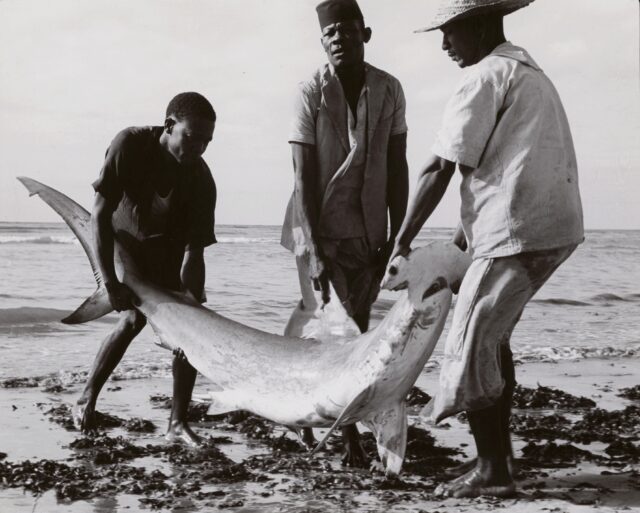 Gefangener Hammerhai, Kigombe, Tanganjika (Tansania), 1956
