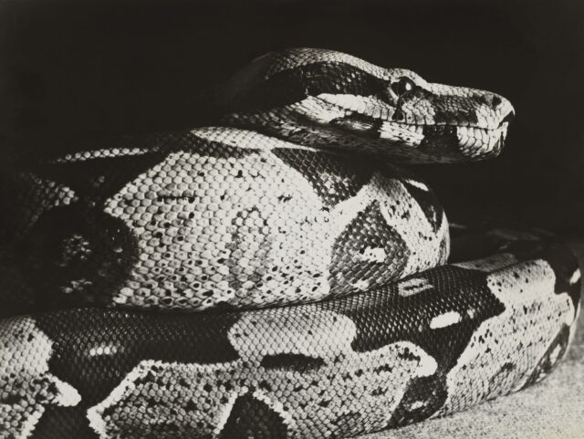 Boa Constrictor, um 1930