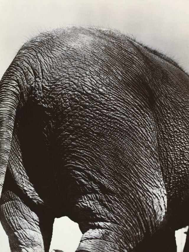 Elefant, um 1930